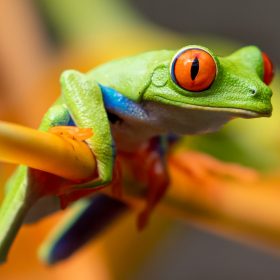 selective photography of red-eyed tree frog
